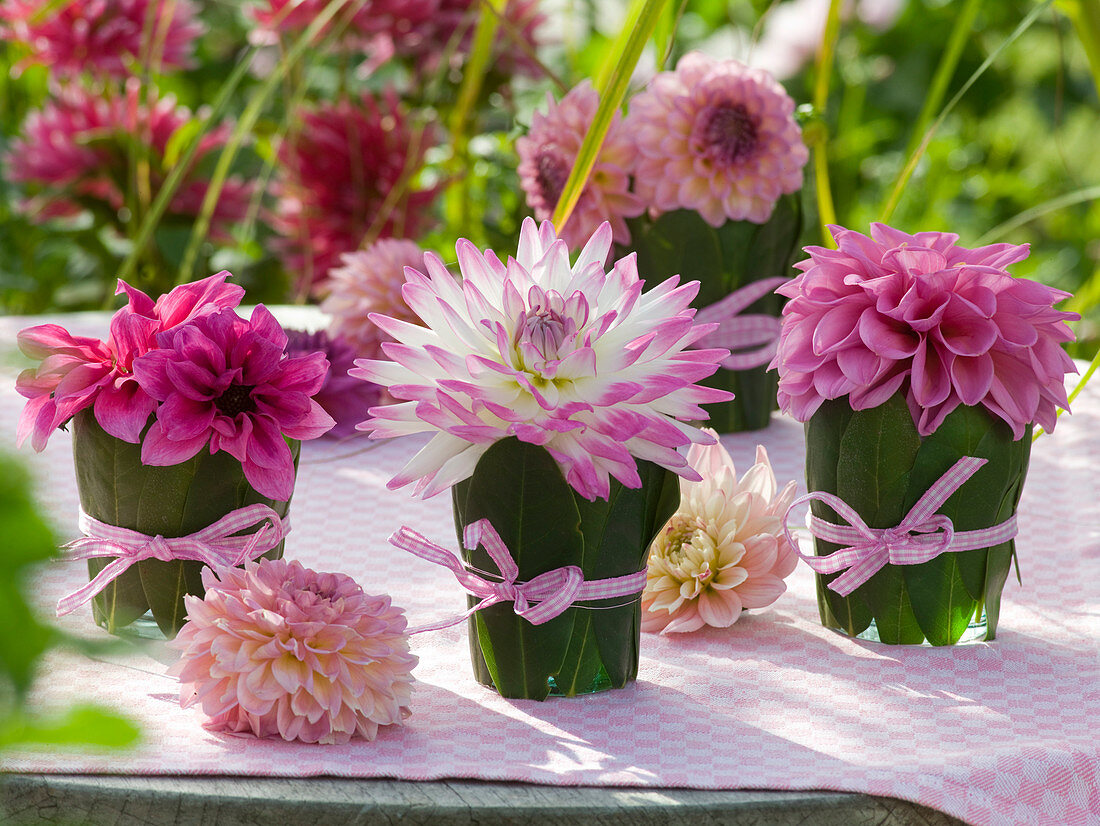 Dahlienblüten in Gläsern mit Rhododendronblättern 6/6