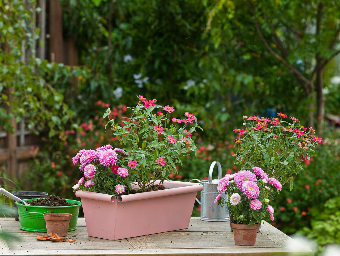 Rosa angesprühten Kasten bepflanzen 4/5