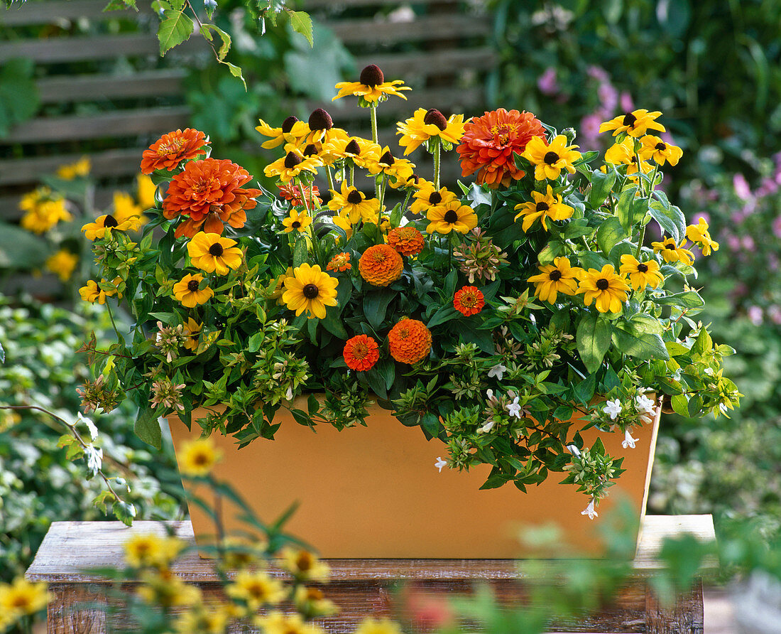 Planting a corn yellow balcony box (3/3)