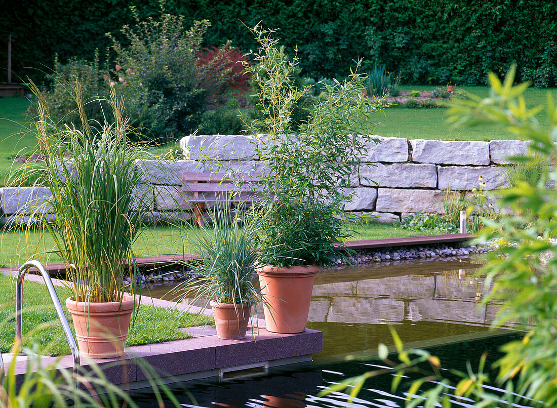 Phyllostachys 'Bissetii' (Bambus), Spartina (Goldleistengras)