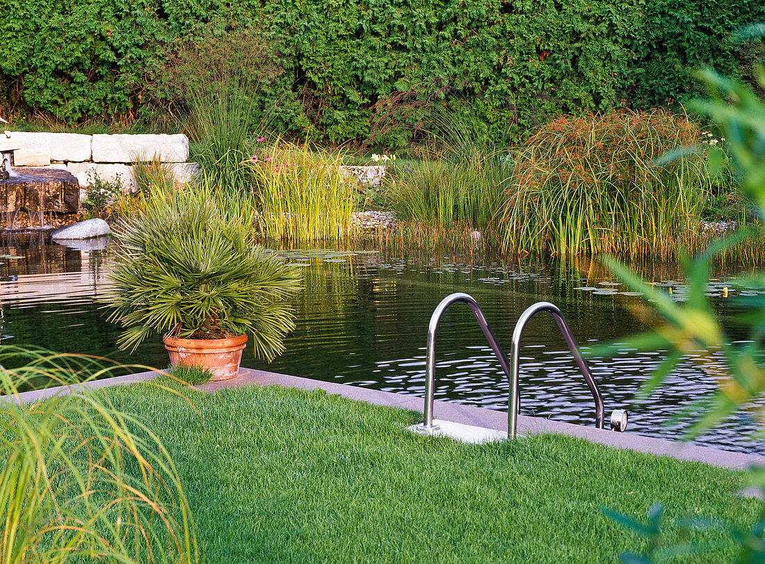 Swimming pond with ladder, Chamaerops humilis (dwarf palm)