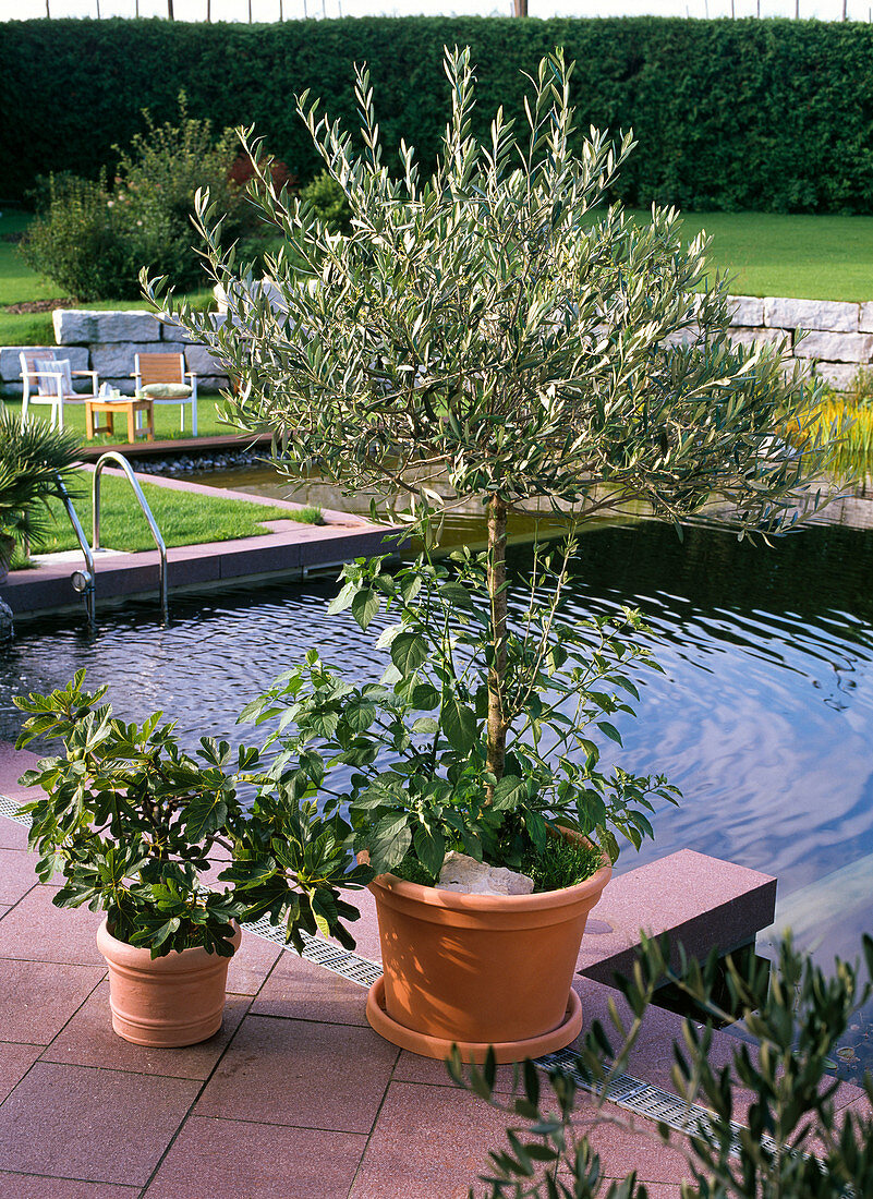 Olea europaea (Olivenbaum) und Ficus carica (Feige) in Kübeln