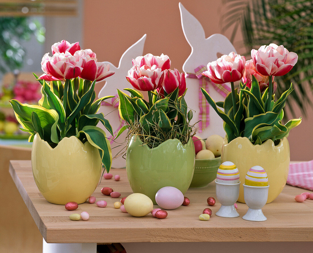 Tulipa 'Red Sparks' (tulips) in Easter egg planters, Easter eggs