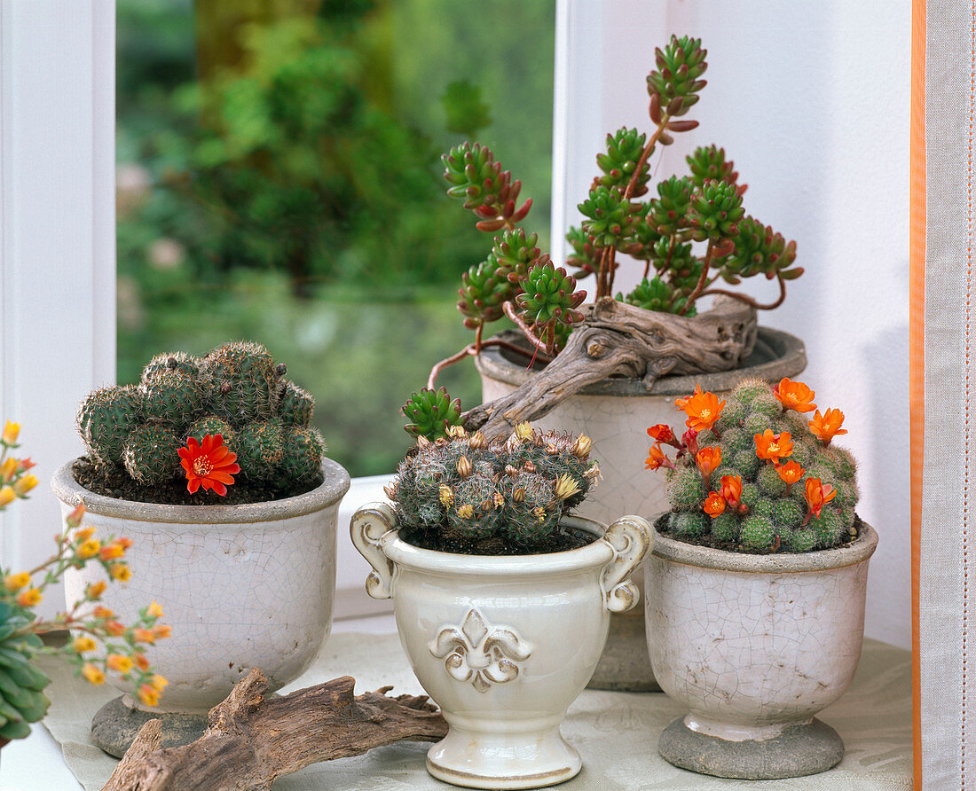 Rebutia (rot und orange), Mammillaria prolifera (gelb), Sedum (Fetthenne)