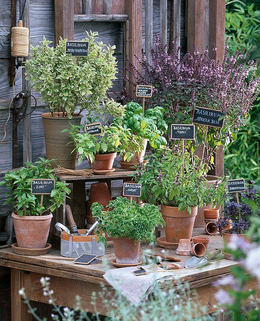 Ocimum 'Pesto Perpetuo', 'Zitrone', 'Großer Grüner Genoveser', 'Zimt'