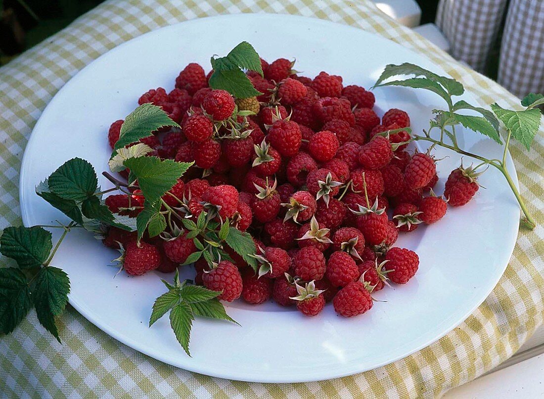 Rubus (raspberries) on a plate