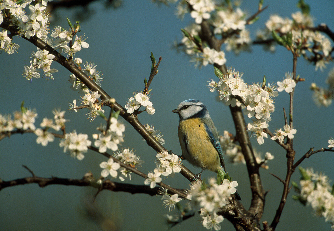 Wothe: Parus caeruleus (Blaumeise) in Prunus (Schlehe)