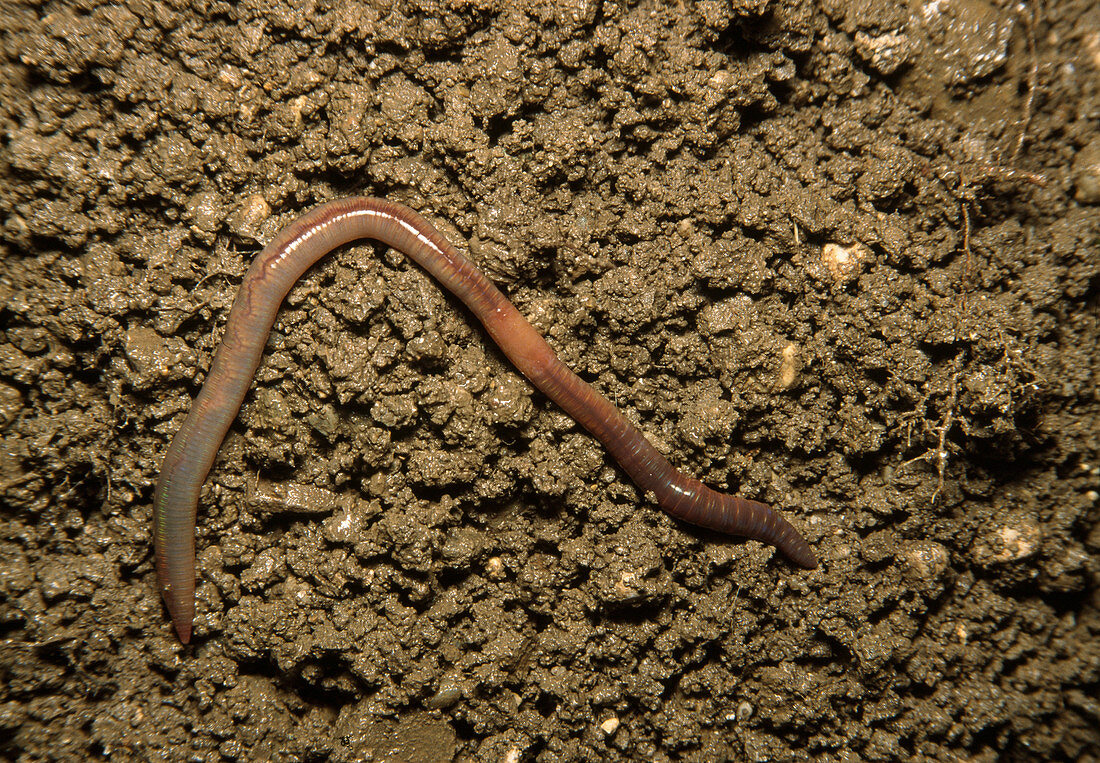 Wothe: Lumbricus terrestris (earthworm)