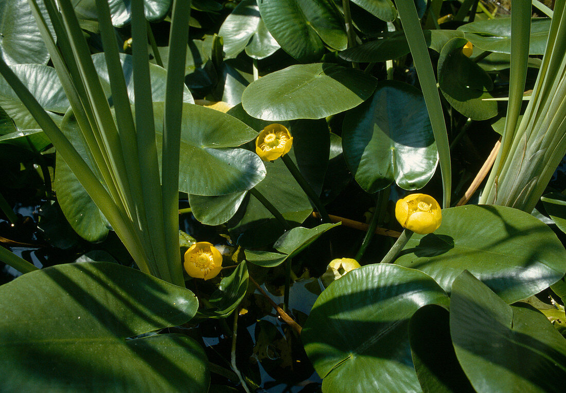 Wothe: Nuphar lutea (Gelbe Teichrose) auch Gelbe Teichmummel, Mummel, Teichmummel oder Teichkandel