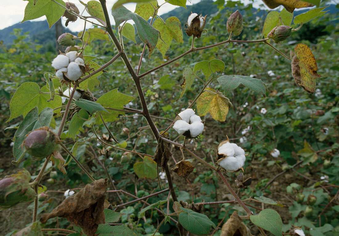 Wothe: Gossypium (cotton) in the field