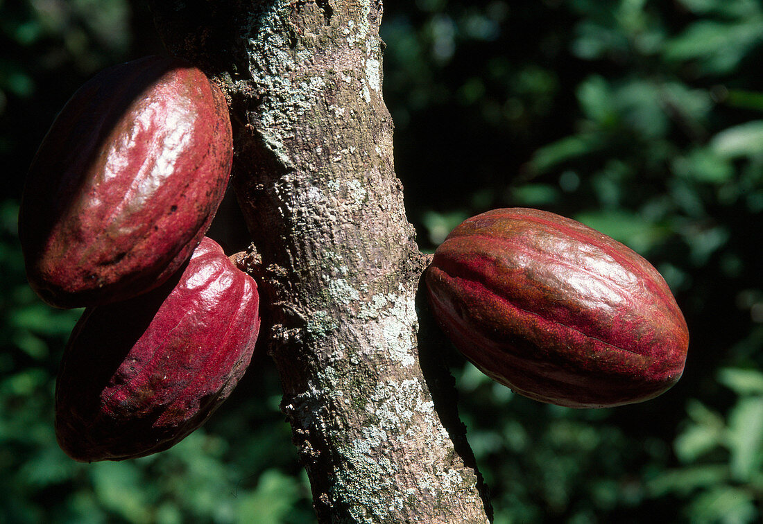 Wothe: Theobroma (cocoa) with fruits