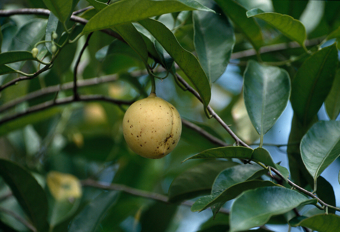 Wothe: Myristica fragrans (Nutmeg) on plant
