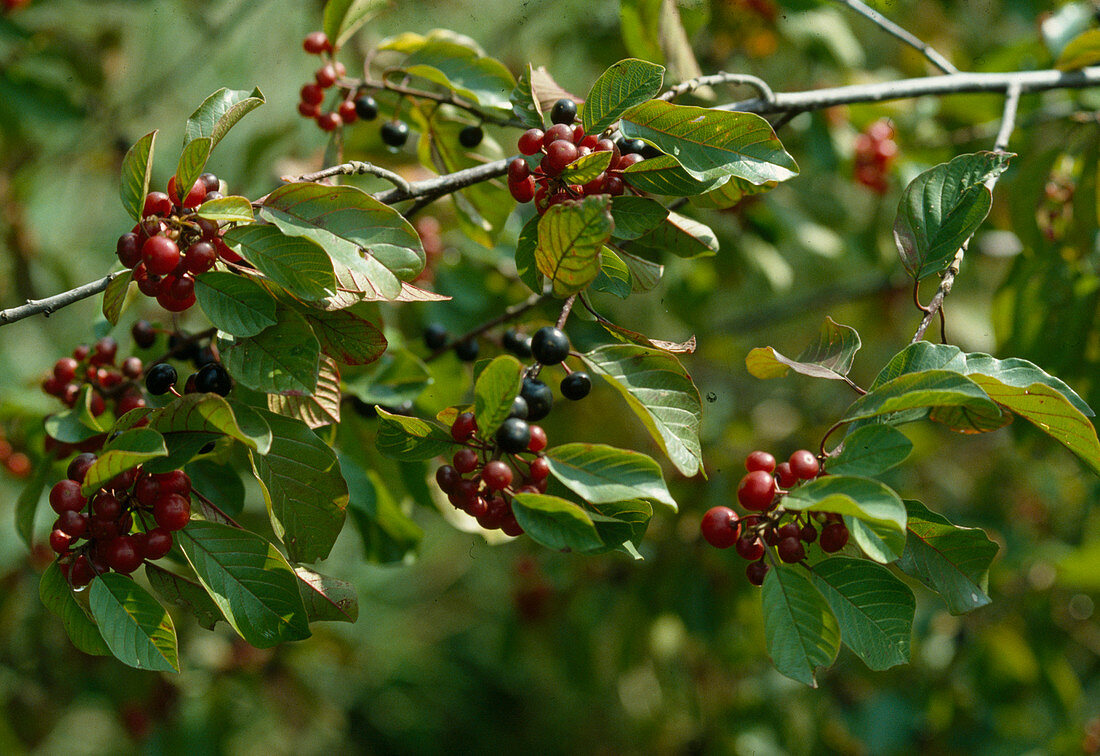 Wothe: Rhamnus frangula (Faulbaum), Zweig mit Früchten