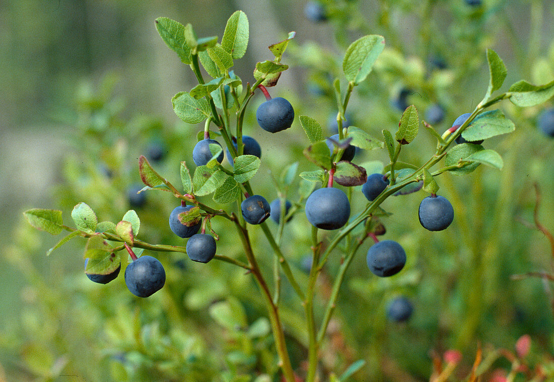 Wothe: Vaccinium myrtillus (blueberries)
