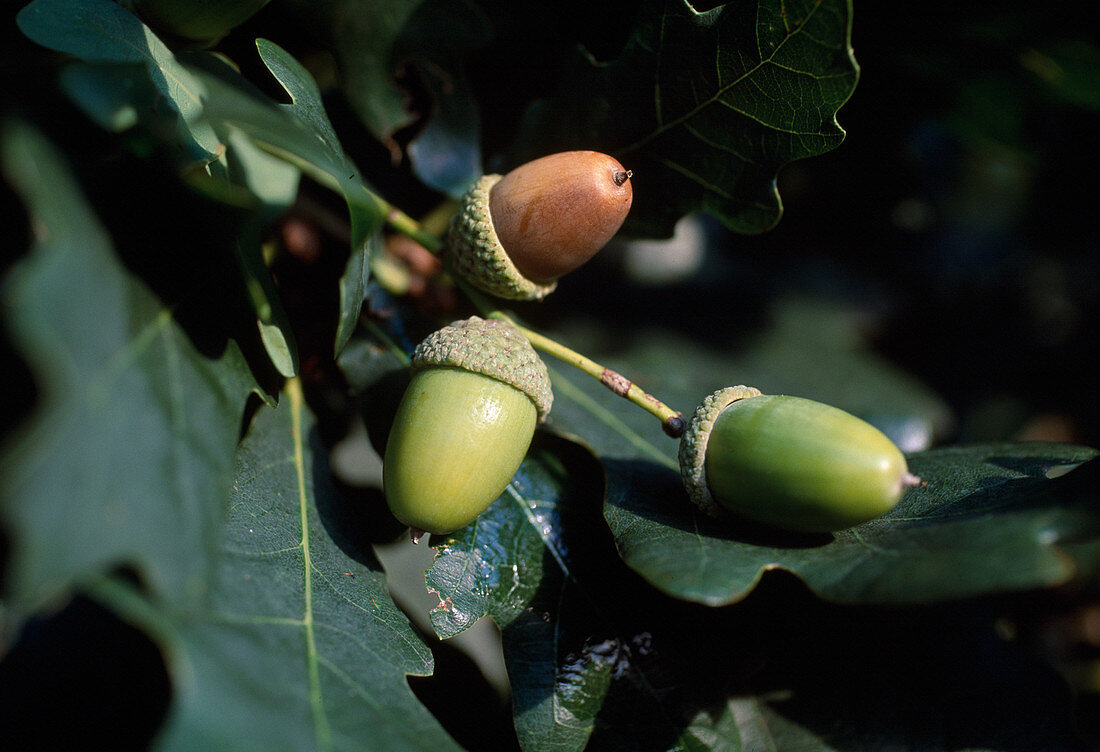 Wothe: Quercus robur (Stiel-Eiche) mit Eicheln