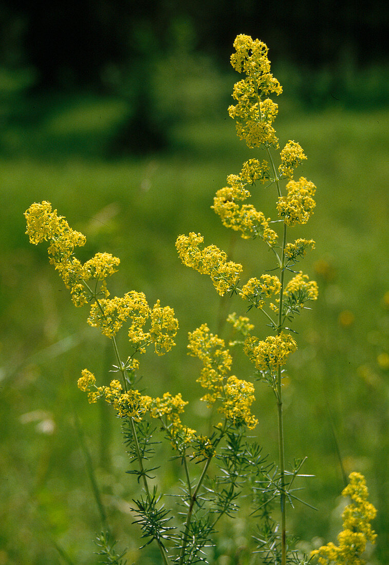 Wothe: Galium verum (Echtes Labkraut) auch Gelbes Waldstroh, Liebfrauenbettstroh, Liebkraut, Gliedkraut, Gelb-Labkraut genannt