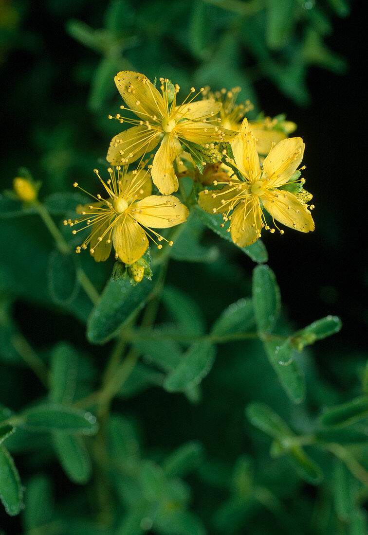 Wothe: Hypericum perforatum (St. John's wort)