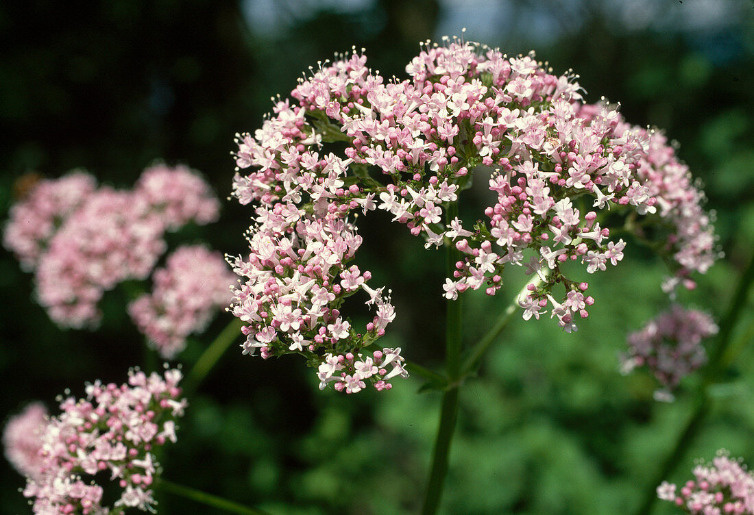 Wothe: Valeriana officinalis (Valerian)