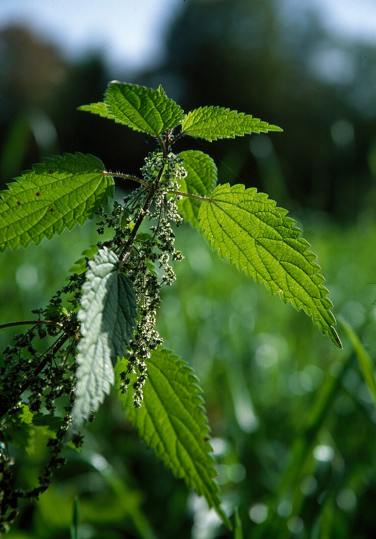 Wothe: Urtica dioica (Stinging nettle)
