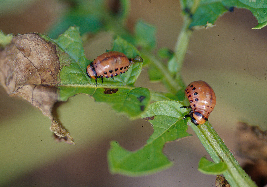 Wothe: Leptinotarsa decemlineata (potato beetle larvae) feeding on potato leaf
