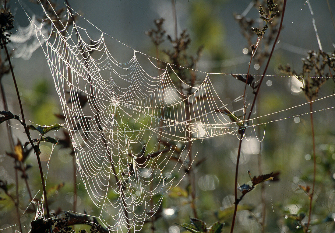 Wothe: Spinnennetz einer Araneidae (Radnetz-Spinne) mit Tau