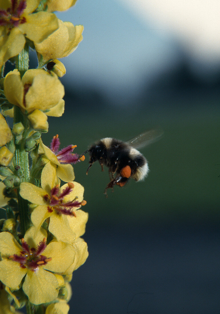 Wothe: Bombus (bumblebee) on Verbascum (mullein)