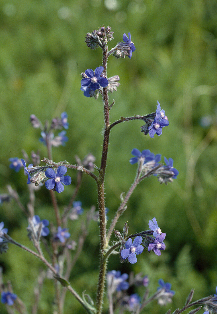 Wothe: Anchusa azurea (Italian ox tongue)