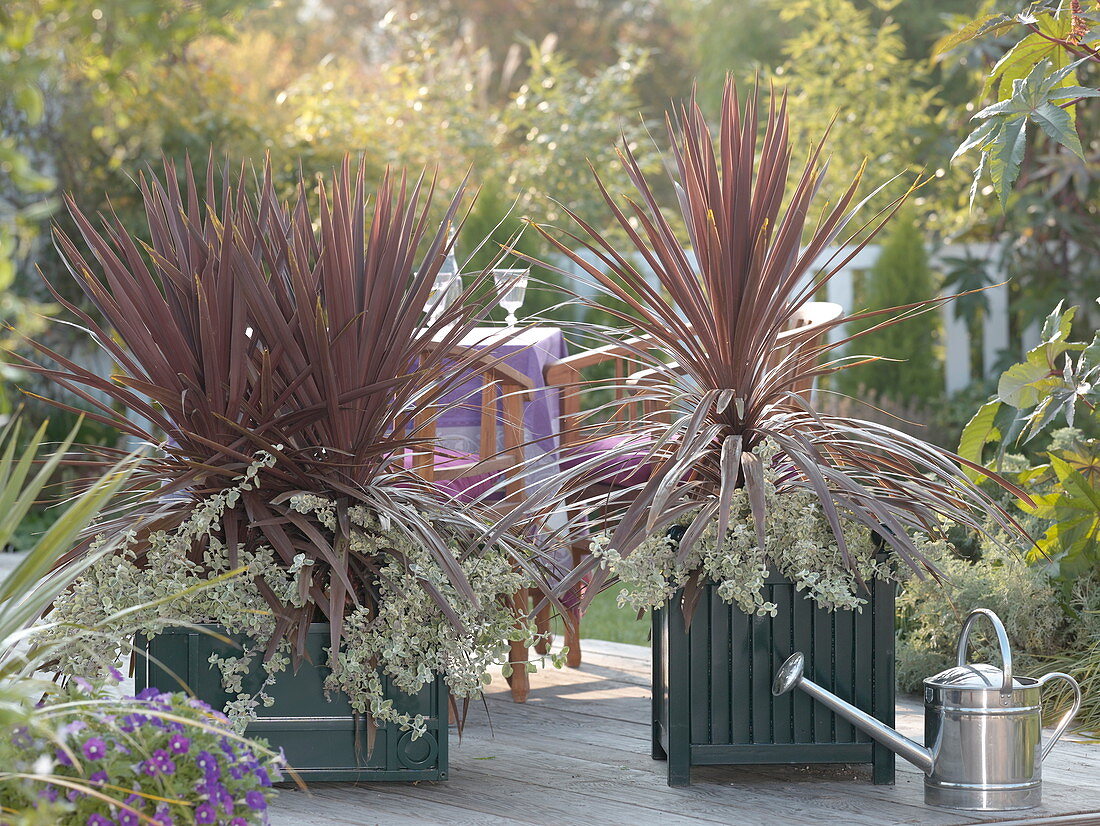 Cordyline australis 'Red Star', Helichrysum petiolare