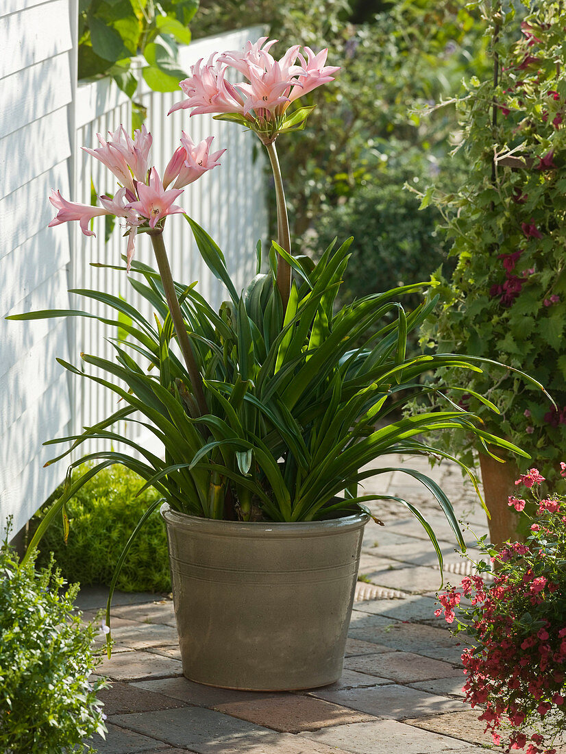 Amarcrinum, with intense fragrant flowers