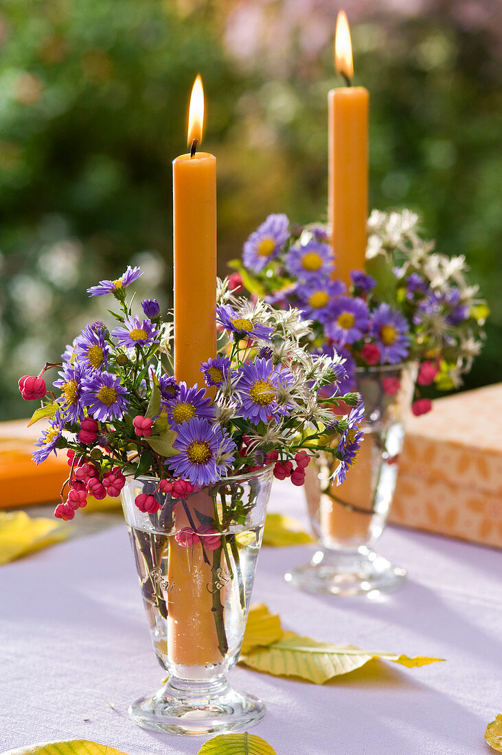 Aster (Autumn Aster), Euonymus (Spindle tree), Clematis