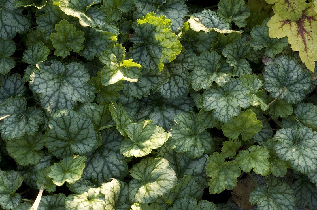 Heuchera 'Peppermint Ice' (Purpurglöckchen)