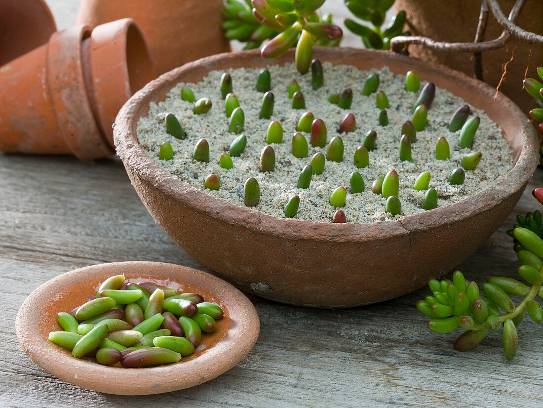 Planting Sedum album (white stonecrop) leafs cutting