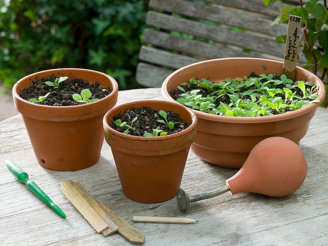 Separate Papaver rupifragum (Spanish poppy) seedlings