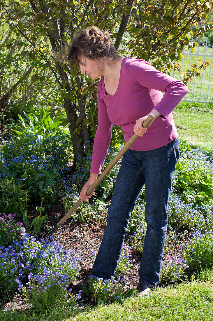 Frau lockert Boden zwischen Myosotis (Vergißmeinnicht), Omphalodes