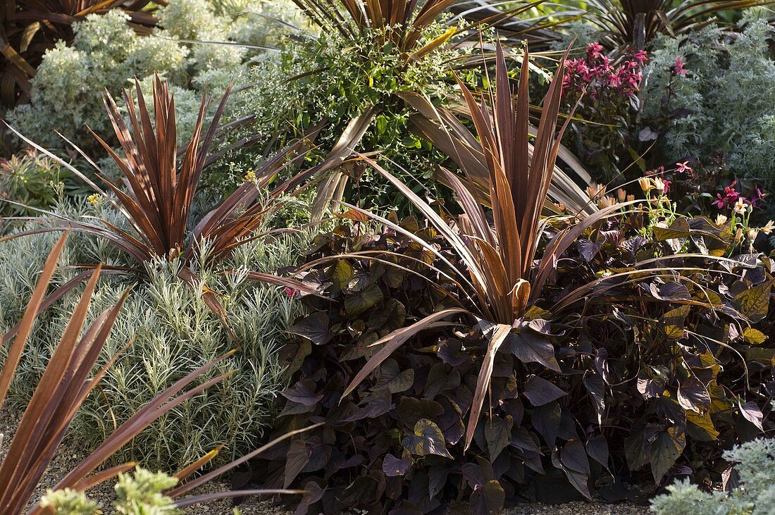 Cordyline australis 'Red Star' (Keulenlilie), Helichrysum italicum