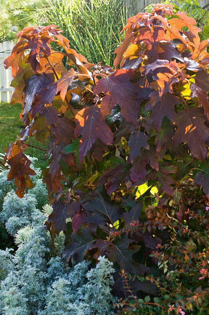 Hydrangea quercifolia (Oakleaf Hydrangea)