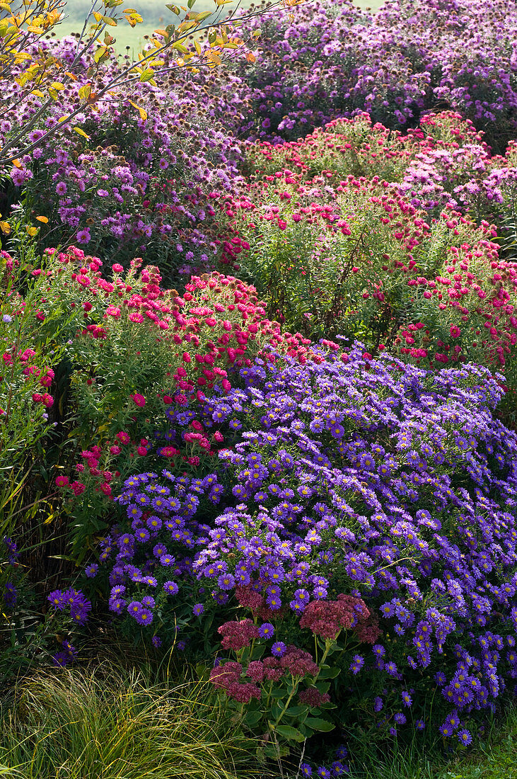 Autumn bed with asters