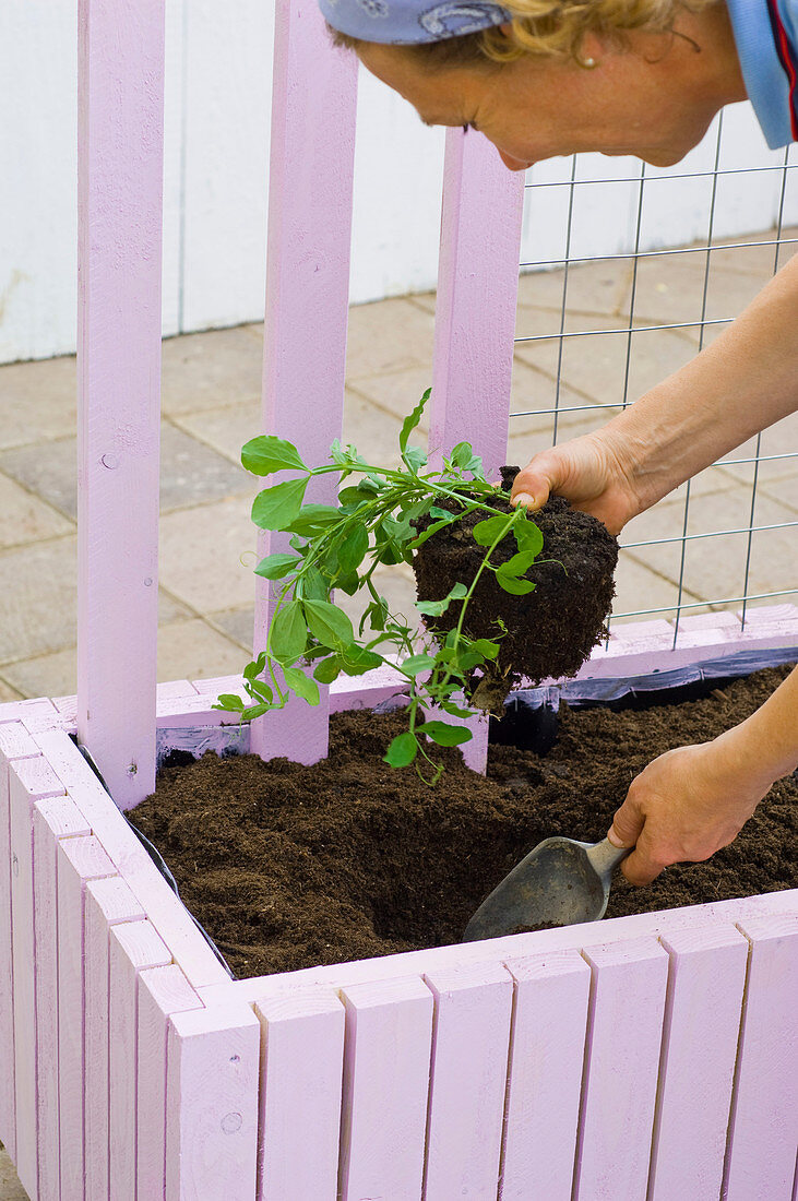 Build box with trellis as privacy screen