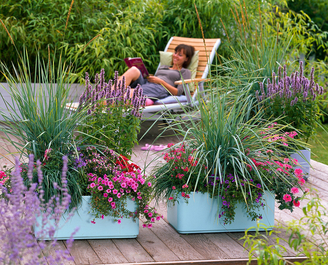 Large planters with Leymus arenarius (beach grass), Agastache