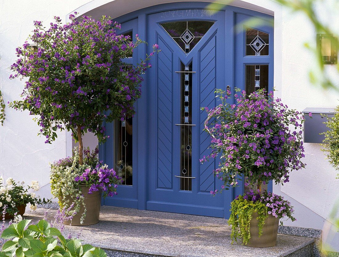 Blue house entrance with Solanum rantonnetii (gentian tree)
