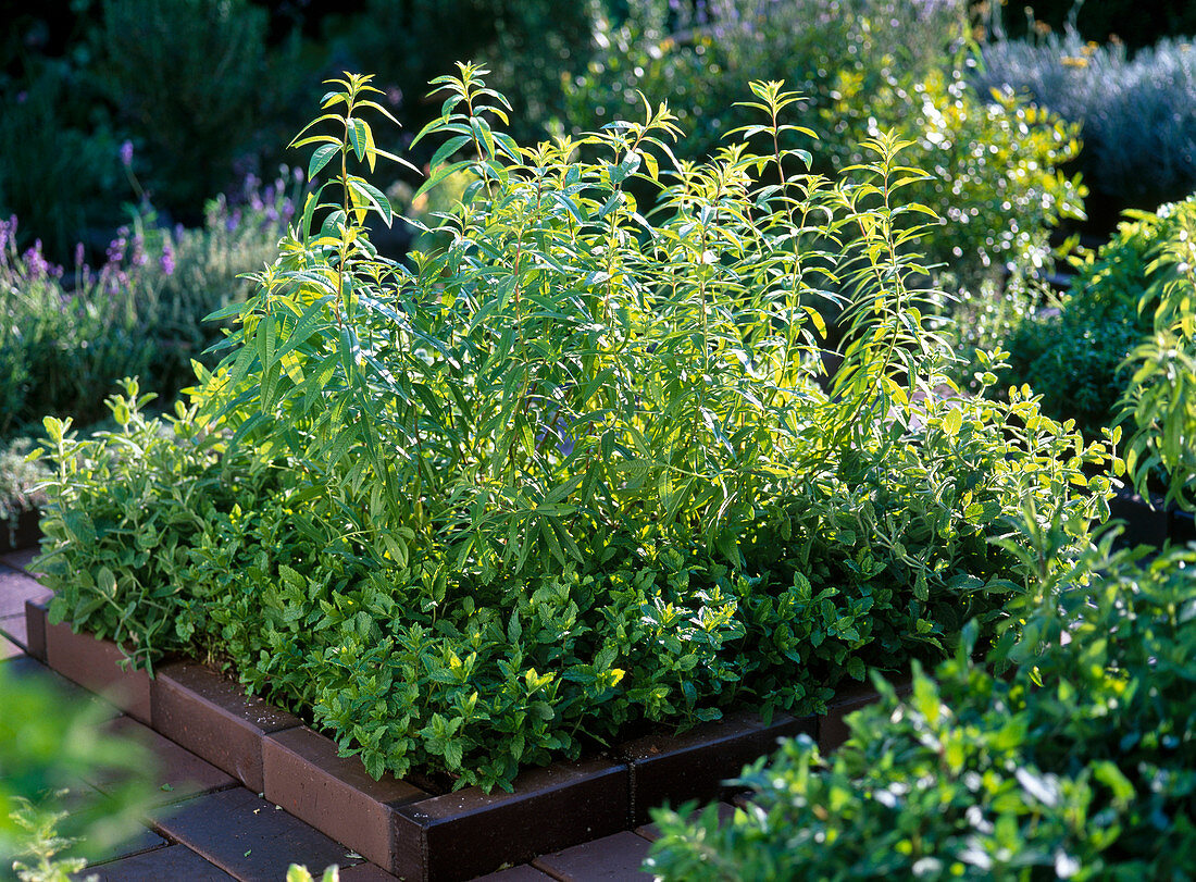 Herb bed with clinker border