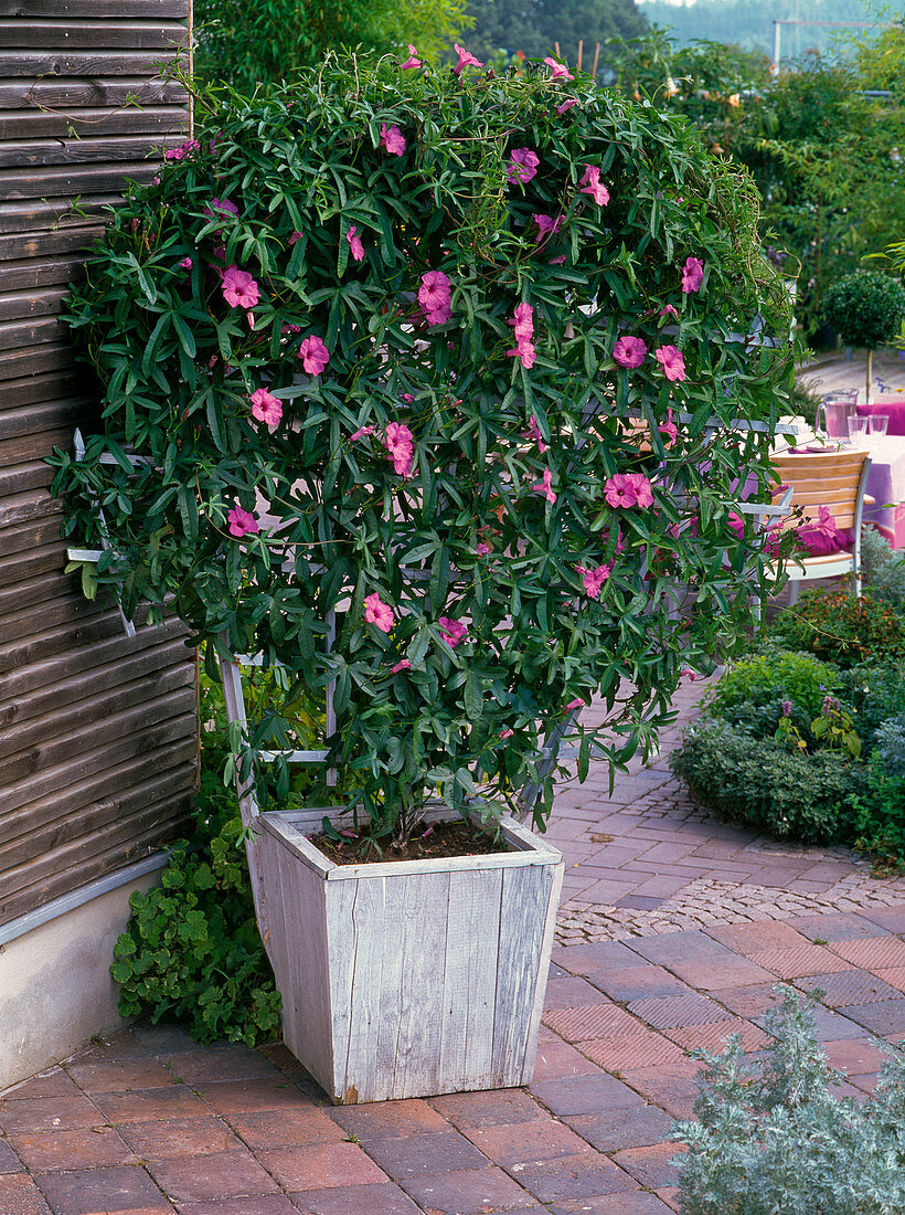 Ipomoea andersoniana (Princess bindweed)