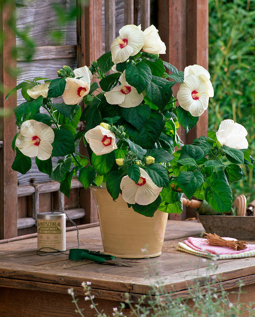 Hibiscus moscheutos 'Disco Belle' (Sumpfeibisch)