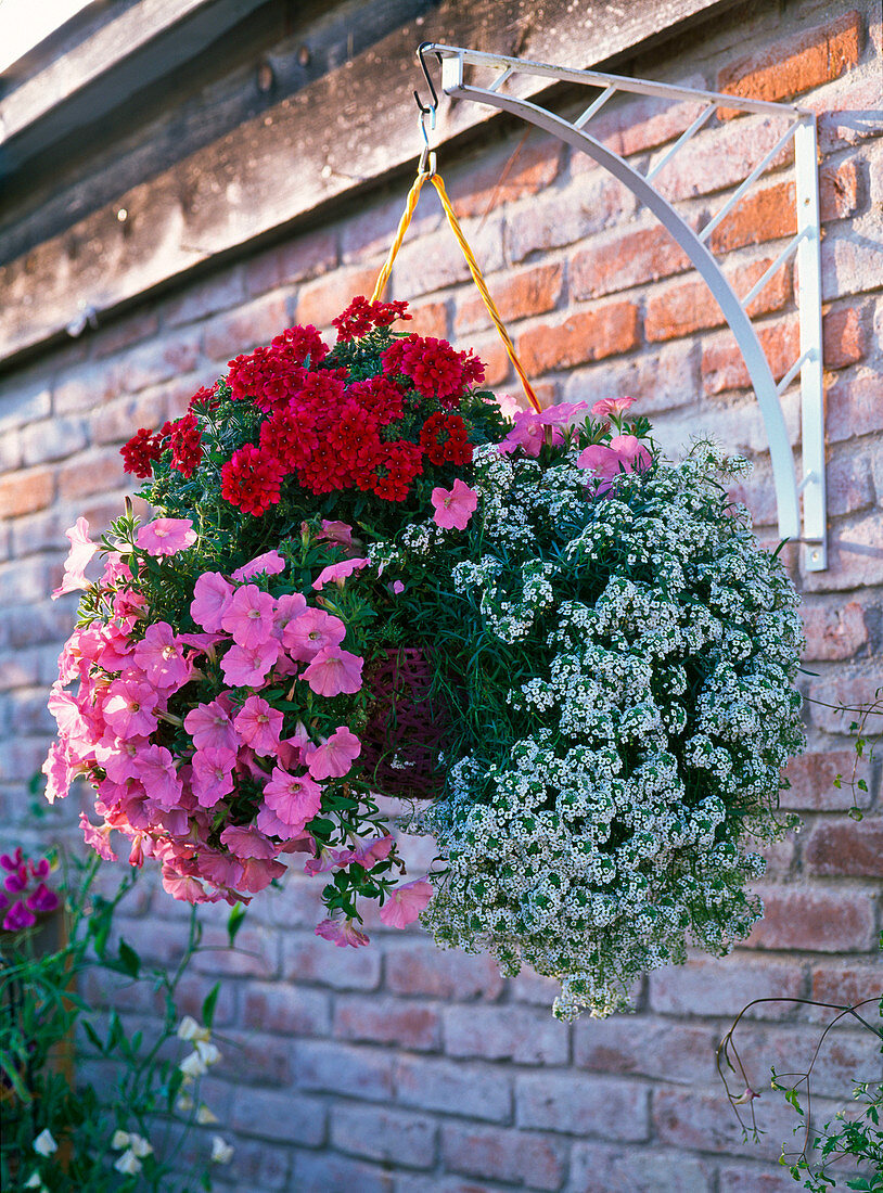 Petunia Sunpleasure 'Pink' (Petunia), Verbena Superbena