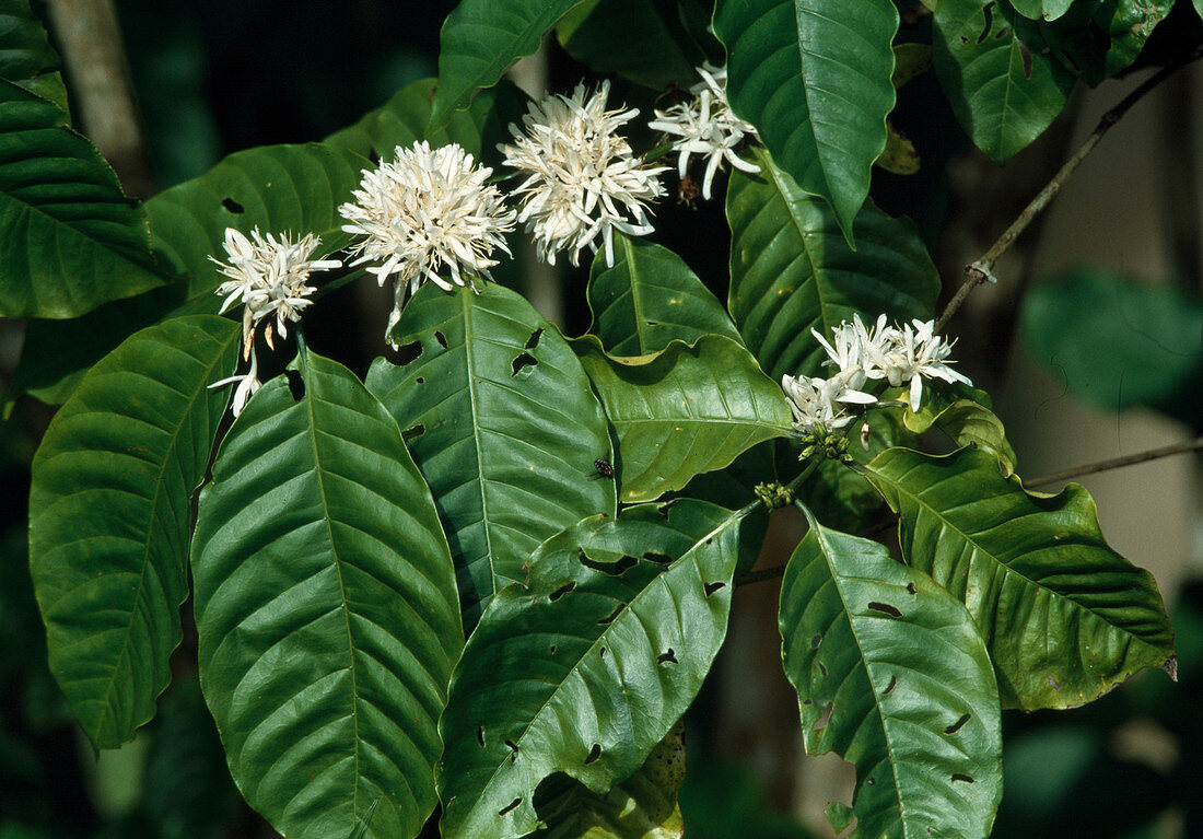 Wothe: Coffea (coffee) flowering