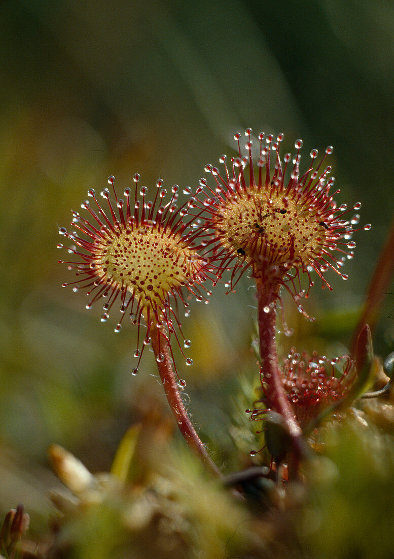 Wothe: Drosera rotundifolia (round-leaved sundew)