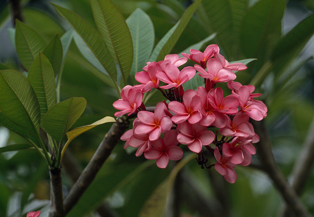 Wothe: Plumeria rubra (Red Frangipani)