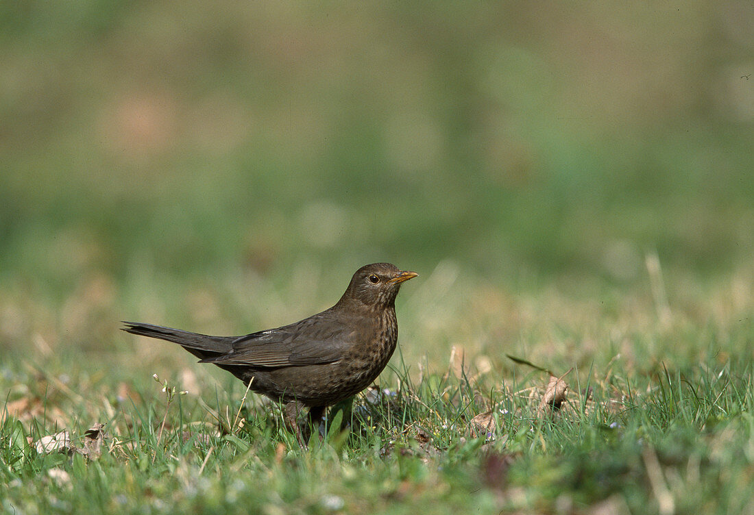 Wothe: Turdus merula (female blackbird) in the meadow