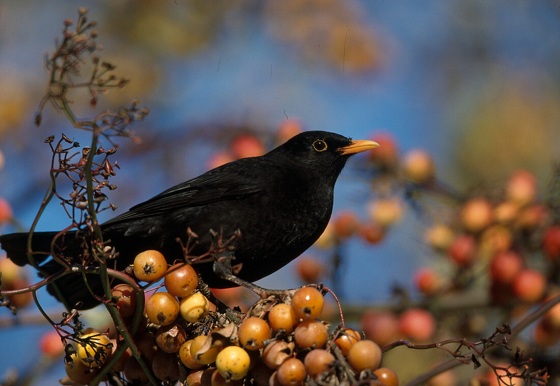 Wothe: Turdus merula (Amsel-Männchen) frisst Beeren