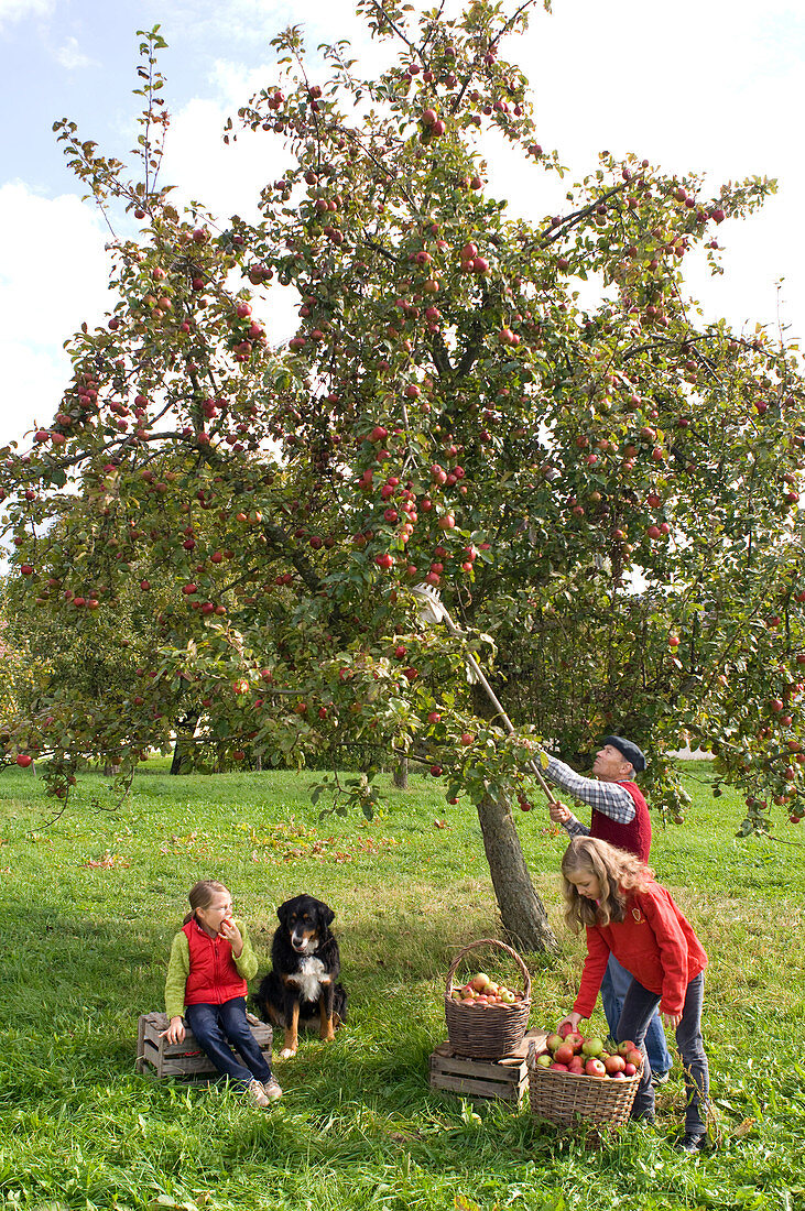 Family with dog picking apples in a meadow orchard